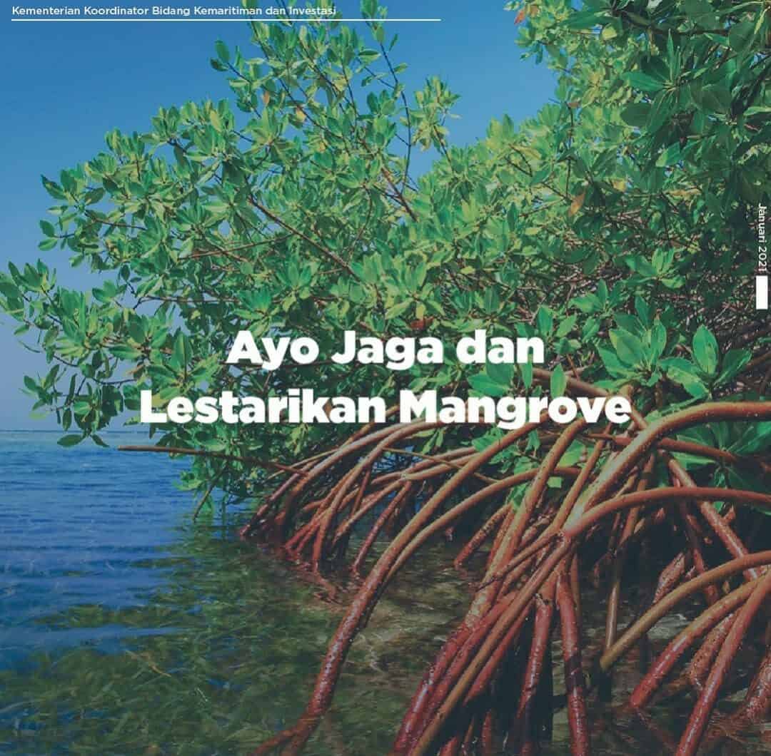 Peran Dan Fungsi Ekosistem Mangrove Sebagai Benteng Pesisir