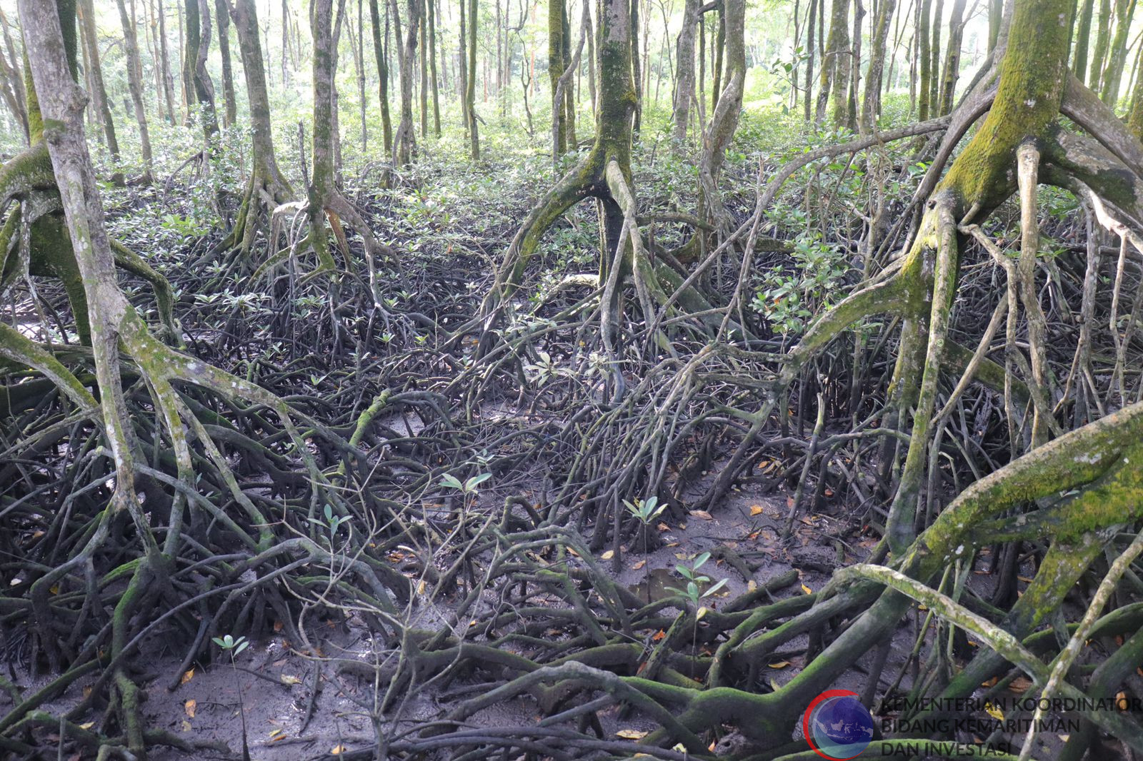 Kementerian/Lembaga Saling Kolaborasi untuk Keberlanjutan Kawasan Pesisir melalui Program Rehabilitasi Mangrove