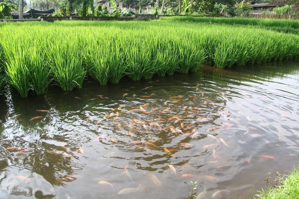 ikan padi