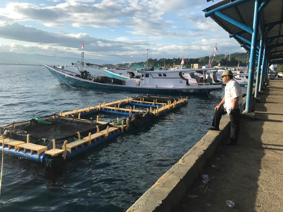 Kemenko Maritim Dorong Pengembangan Aquaculture Bandeng Secara Nasional