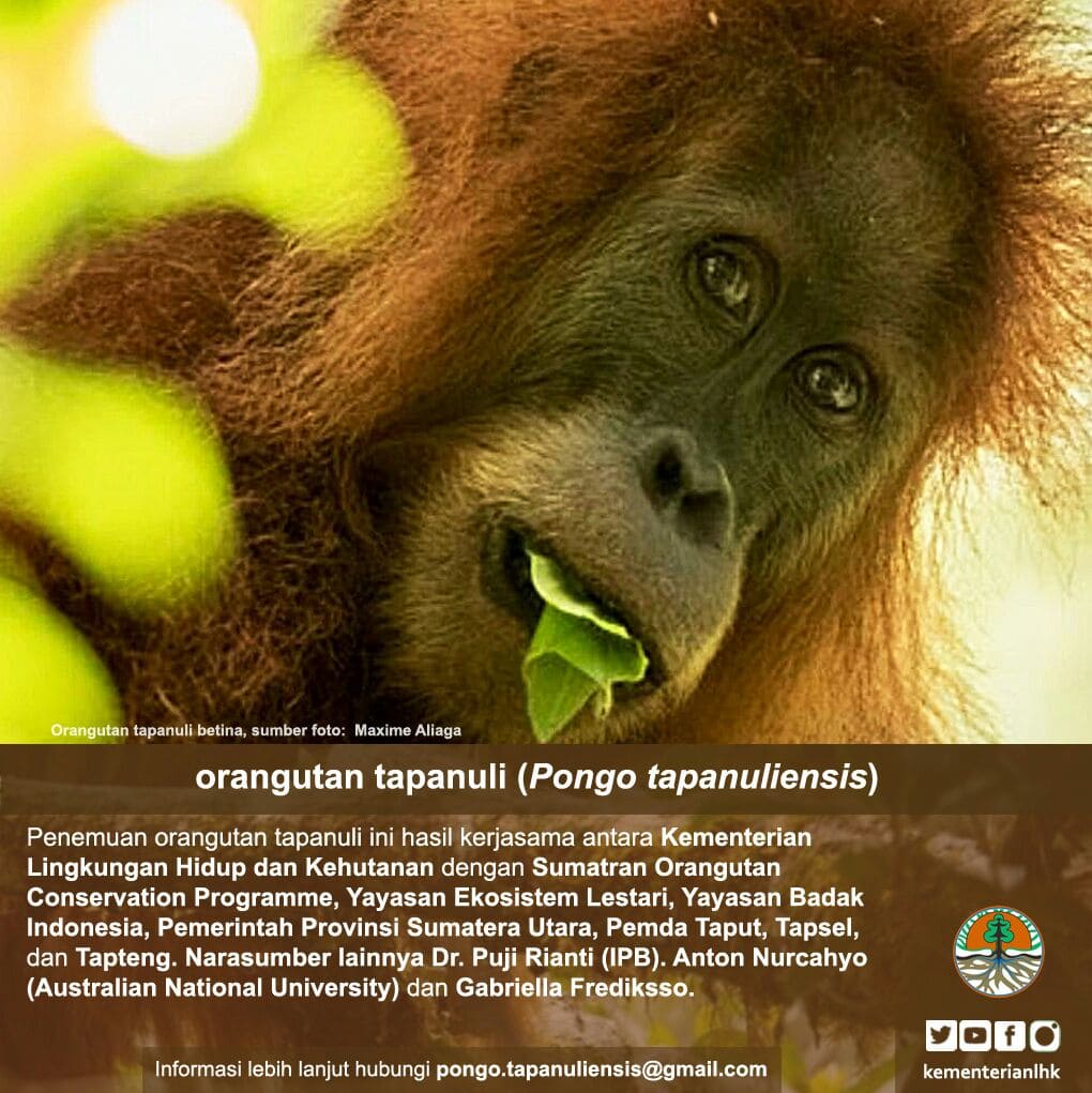 Spesies Baru Orangutan di Sumatera: Orangutan Tapanuli (Pongo Tapanuliensis)