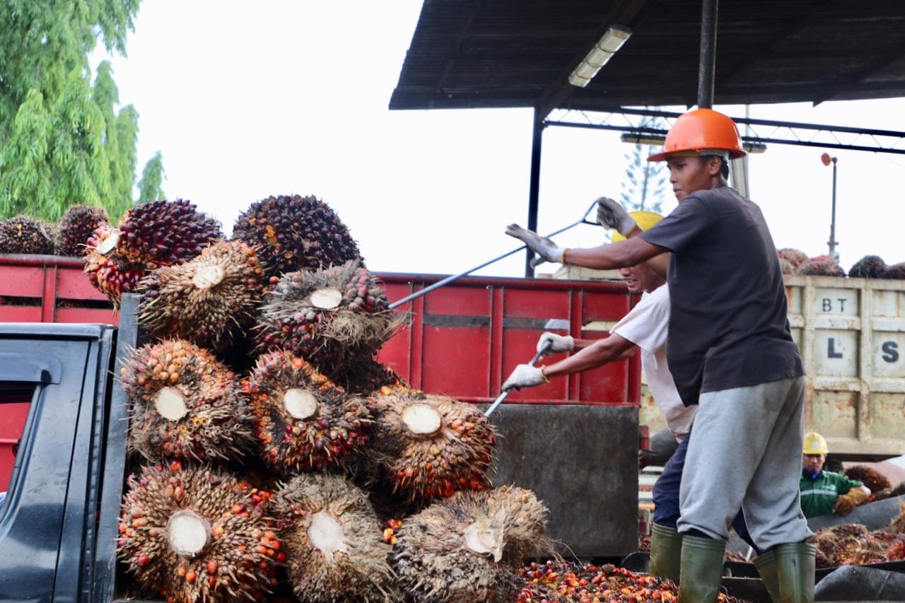 Kemenko Maritim Ajak Jurnalis Polandia Berkunjung Ke Perkebunan Kelapa Sawit Kemenko Maritim Ajak Jurnalis Polandia Berkunjung Ke Perkebunan Kelapa Sawit