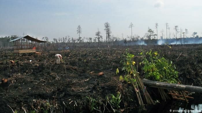 Pengelolaan Lahan Gambut Untuk Mendukung Program Ketahanan Pangan Nasional