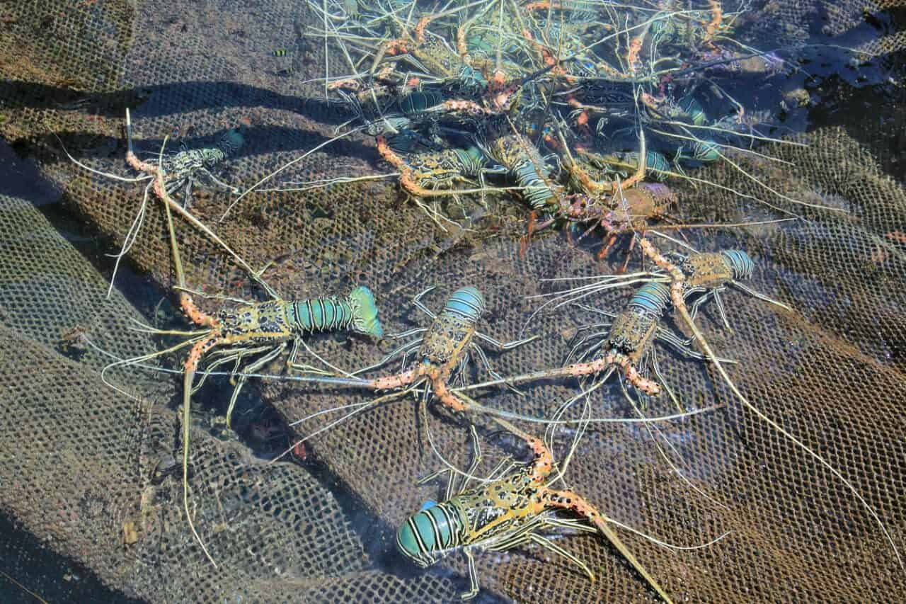 Optimalisasi Produksi Lobster Budidaya, Kemenko Marves Dukung Peningkatan Teknologi Sarana Budidaya