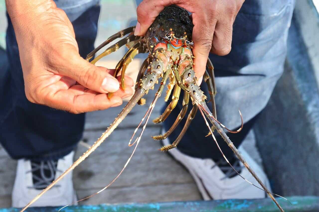 Targetkan Jadi Sentral Dunia, Pemerintah Optimalkan Industri Lobster di Lombok