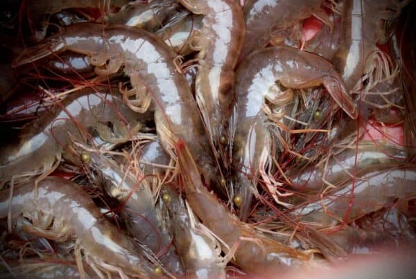 Bersiap Untuk Akselerasi Peningkatan Produksi Udang Nasional, Pokjanas PPI Udang Siapkan Langkah Strategis Kab. Buol Jadi Lokasi Model Percontohan Tambak Udang, Pemerintah Ubah Pola Produksi Tradisional ke Semi Intensif
