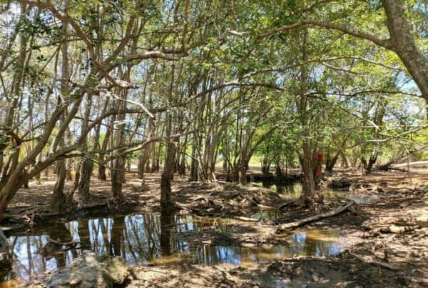 Taman Nasional Bali Barat Jajaki Kerja Sama Kecerdasan Buatan Untuk Pengawasan Hutan Konsep Otomatis
