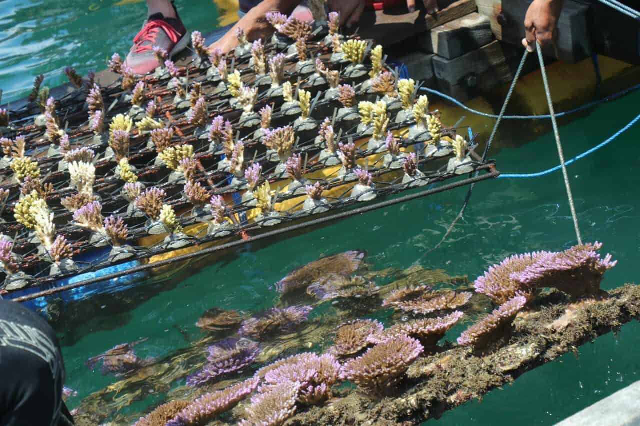 Kemenko Marves Pastikan Program Restorasi Terumbu Karang Terbesar di Indonesia Selesai Tepat Waktu Kemenko Marves Kawal Program Restoran Terumbu Karang (ICRG) di Bali