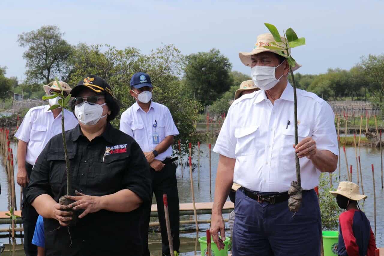 Menko Luhut Resmikan Program Rehabilitasi Mangrove Nasional Menko Luhut Resmikan Program Rehabilitasi Mangrove Nasional
