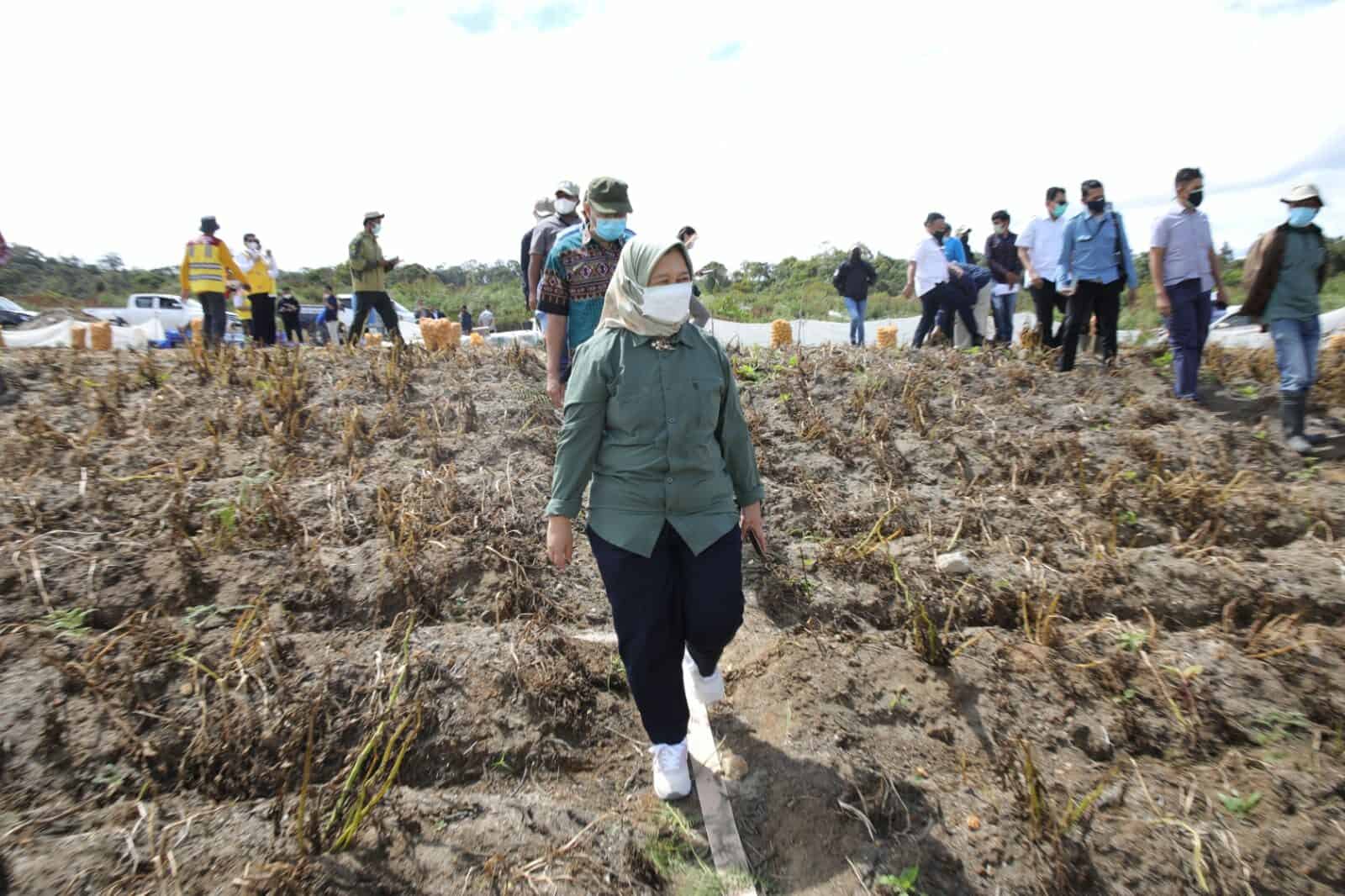 Deputi Menko Marves Tinjau Kemajuan Food Estate Sumatera Utara Serta Pembangunan Jalan Akses Menuju Taman Sains dan Teknologi Herbal WhatsApp Image 2021 07 27 at 11.09.48