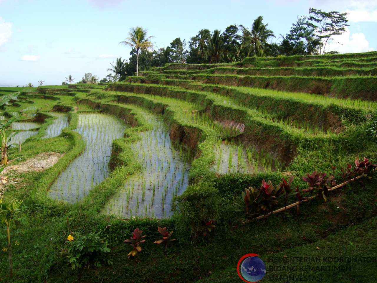 Subak, Kearifan Lokal Menjaga Alam dan Budaya