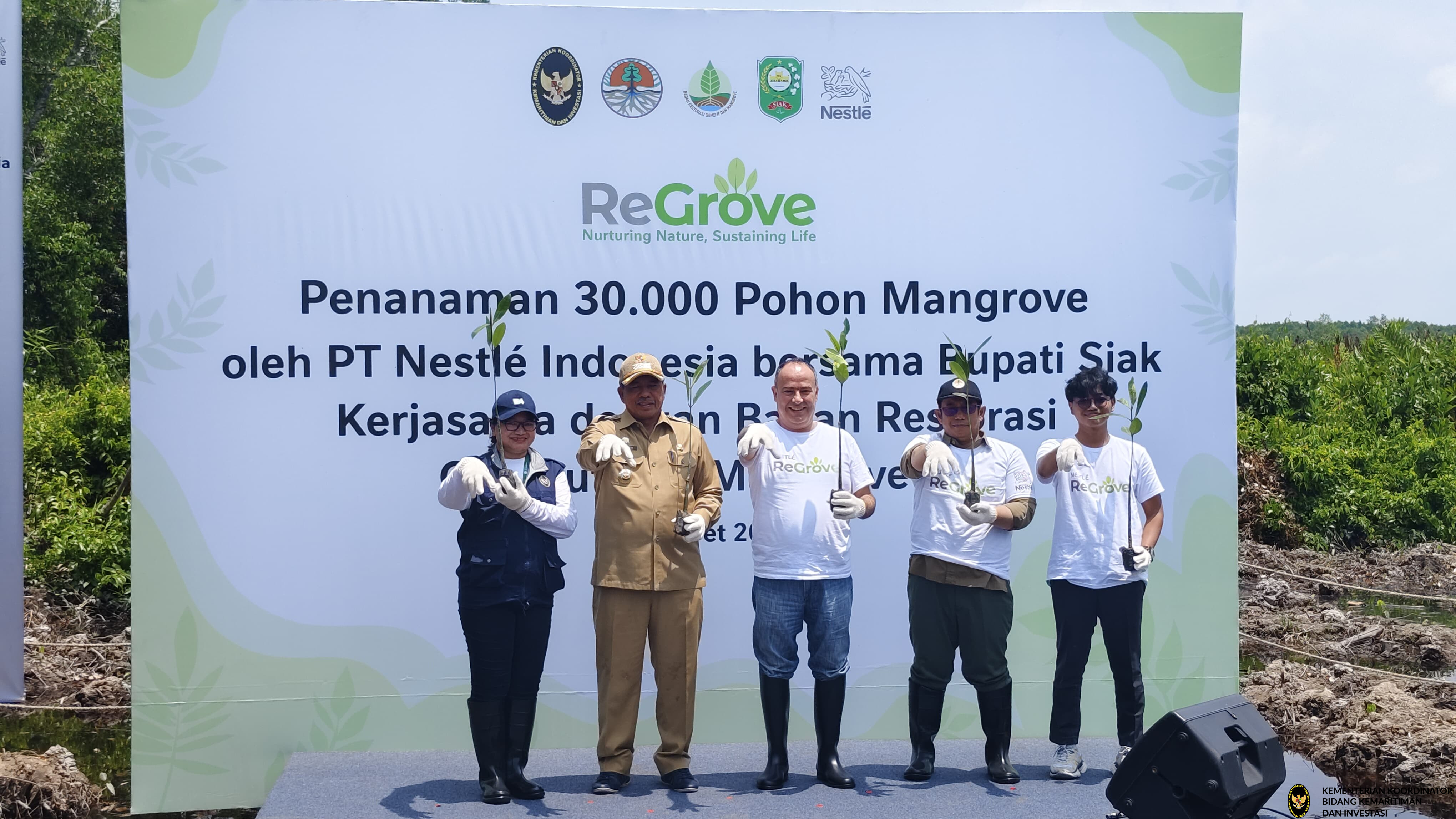 Kemenko Marves Lanjutkan Rehabilitasi Mangrove: 
